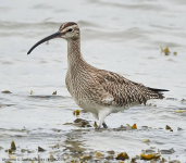 Whimbrel