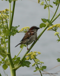 House Sparrow