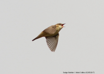 Sedge Warbler