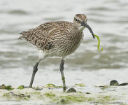 Whimbrel