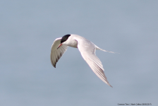 Common Tern