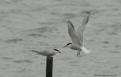 Common Terns