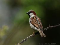 House Sparrow