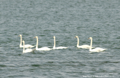 Mute Swans