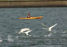 Mute Swans