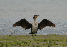 Cormorant