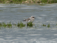 Mediterranean Gull