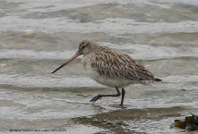 Bar-tailed Godwit