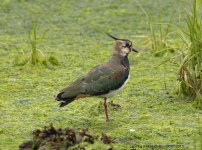 Lapwing