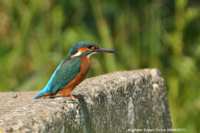 Kingfisher