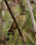 Sedge Warbler