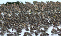 Redshanks and Black-tailed Godwits