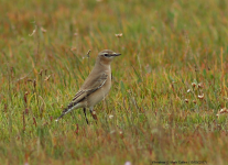 Wheatear