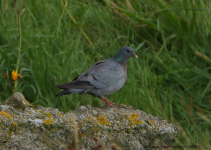 Stock Dove