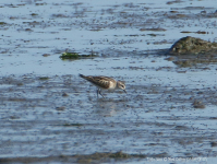 Little Stint