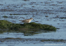 Little Stint