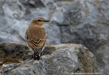 Wheatear