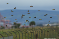 Goldfinches