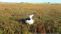 Guillemot