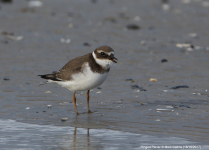 Ringed Plover