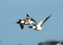 Shelduck