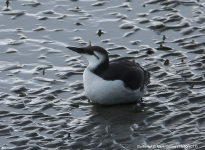 Guillemot