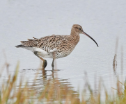 Curlew