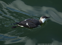 Guillemot