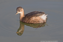 Little Grebe