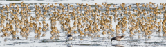 Golden Plovers