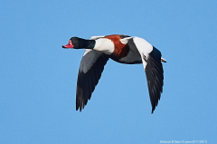 Shelduck