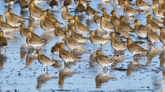 Golden Plovers