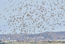 Golden Plovers