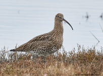 Curlew