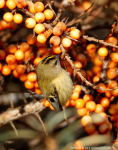 Goldcrest