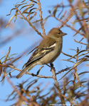 Chaffinch