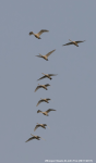 Whooper Swans