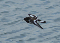 Turnstone