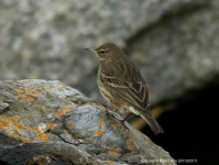 Rock Pipit