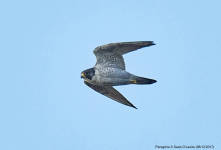 Peregrine