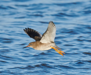 Redshank