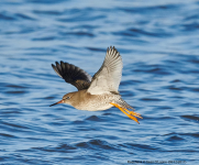 Redshanks