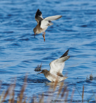 Redshanks