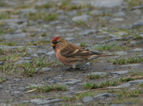 Redpoll