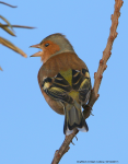 Chaffinch