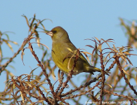 Greenfinch