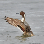 Pintail