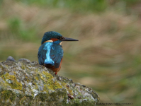 Kingfisher