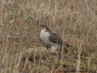 Sparrowhawk