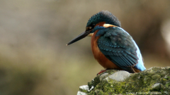 Kingfisher